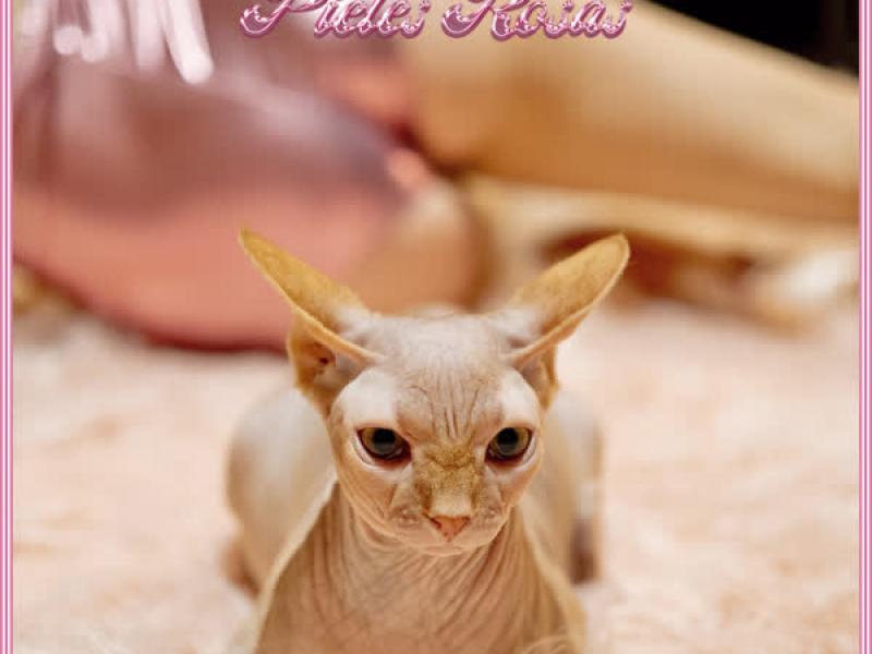 Pieles Rosas (Single)