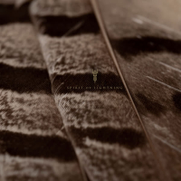 Spirit of Lightning (Single)