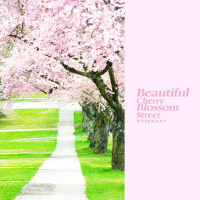 Beautiful Cherry Blossom Street (Single)