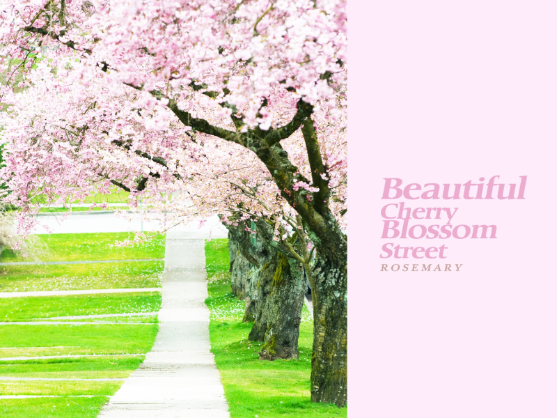 Beautiful Cherry Blossom Street (Single)