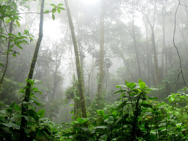 Rain Forest Sounds in Bali (Single)
