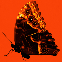 Senza le ali (Single)