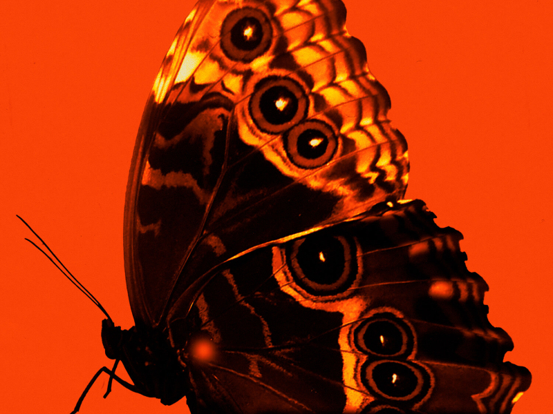 Senza le ali (Single)