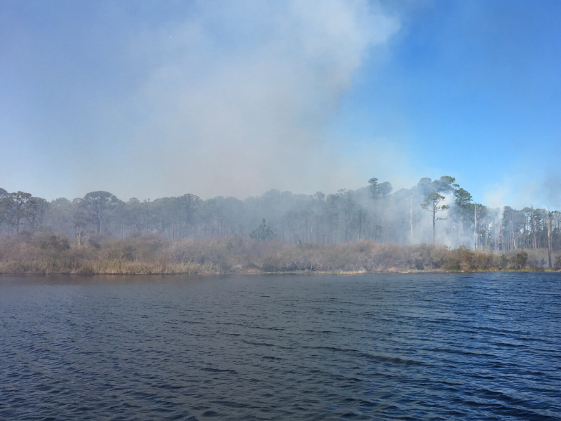 Forest Fire Crackling in Wind (Single)