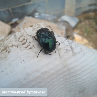 Marima (Versíon instrumental) (Single)