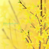 Yellow forsythia flowers (Single)