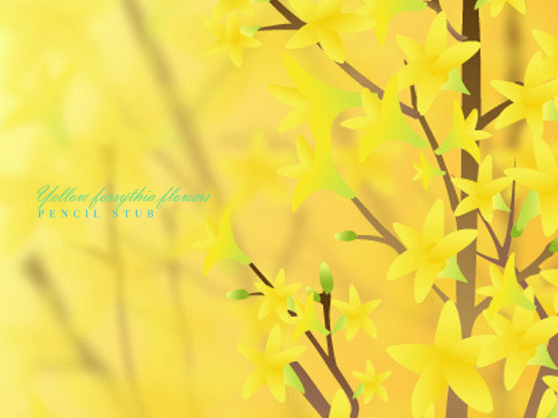 Yellow forsythia flowers (Single)