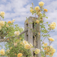 我会等 (桥段) (Single)