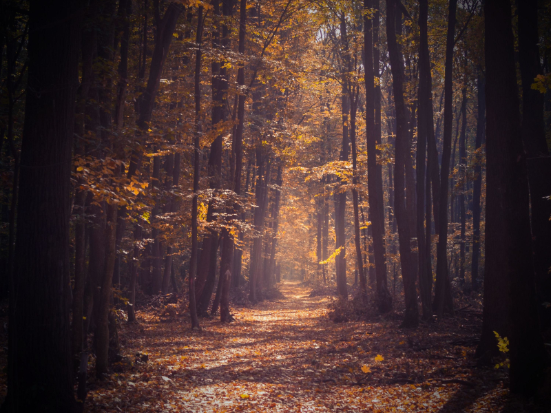 Footsteps in Forest Sound to Help Relax and Improve Mood (Single)