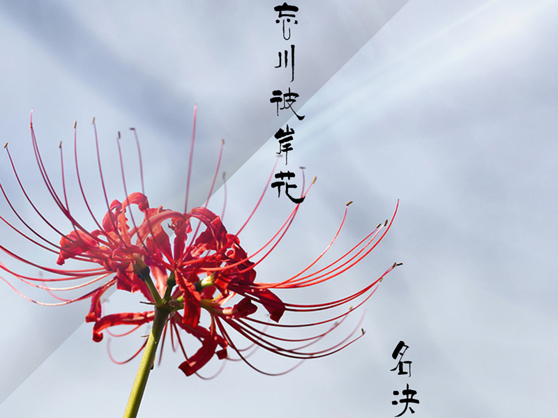 渡忘川彼岸花 (Single)