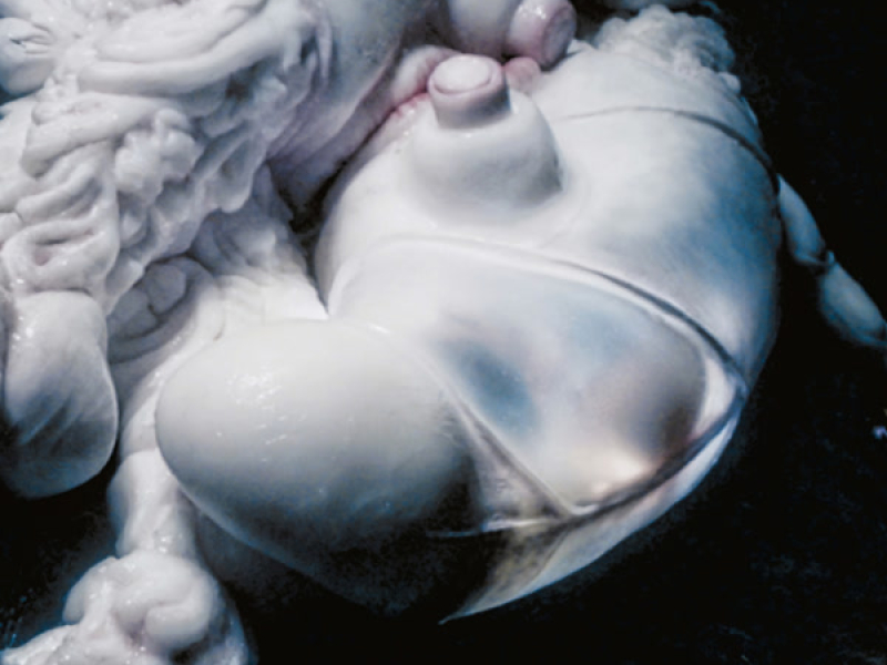 Arisen My Senses (Single)