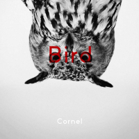 Bird (Single)