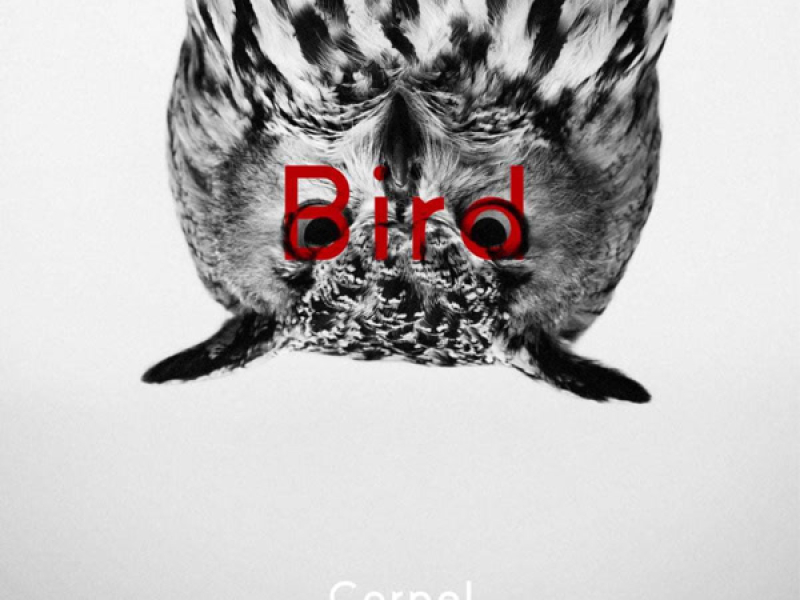 Bird (Single)