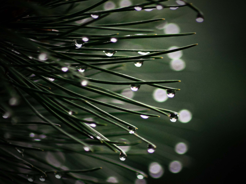 Sound of Summer Rain for Instant Relaxation and Good Mood (Single)