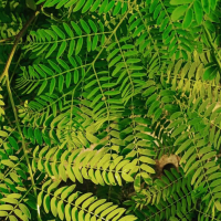 No Shower Just Smoke (Single)