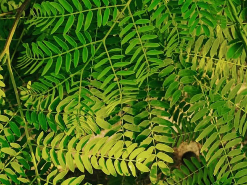 No Shower Just Smoke (Single)