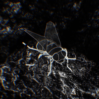 Ashghaldooni (Single)