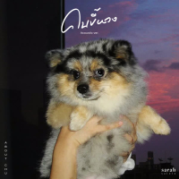 คนขี้หวง (Acoustic) (Single)