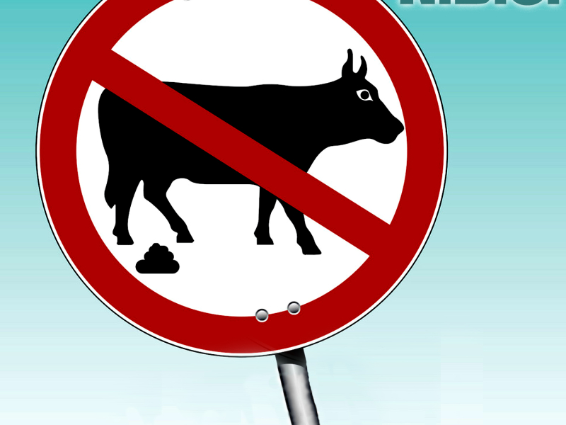 N.B.S. (feat. NoBullshit Shane)