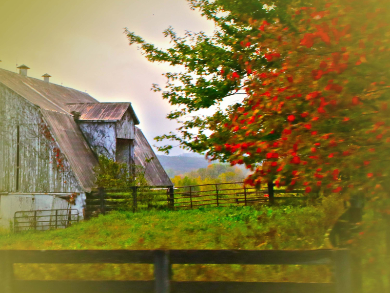 Farm Sounds with Chickens for Anxiety Relief (Single)