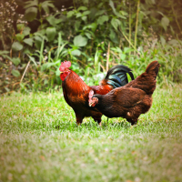 Chicken sounds to Relieve Stress with Calming Animal noise (Single)