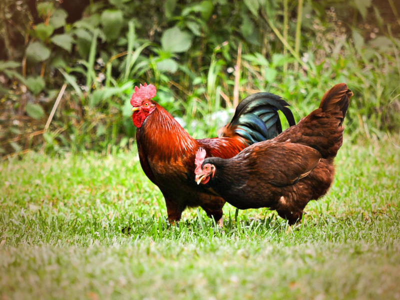 Chicken sounds to Relieve Stress with Calming Animal noise (Single)