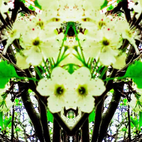 The Acropolis (Single)