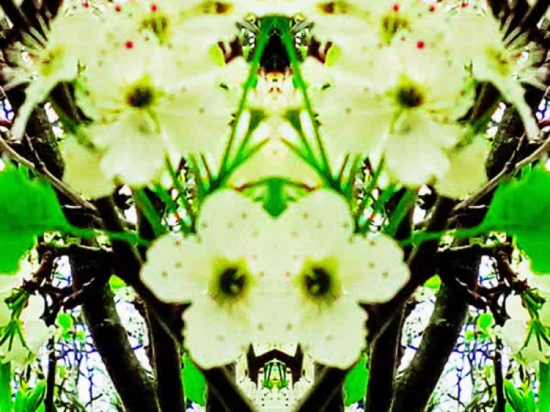 The Acropolis (Single)