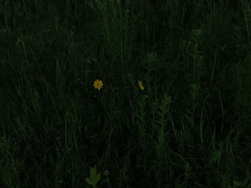 Film camera (Single)