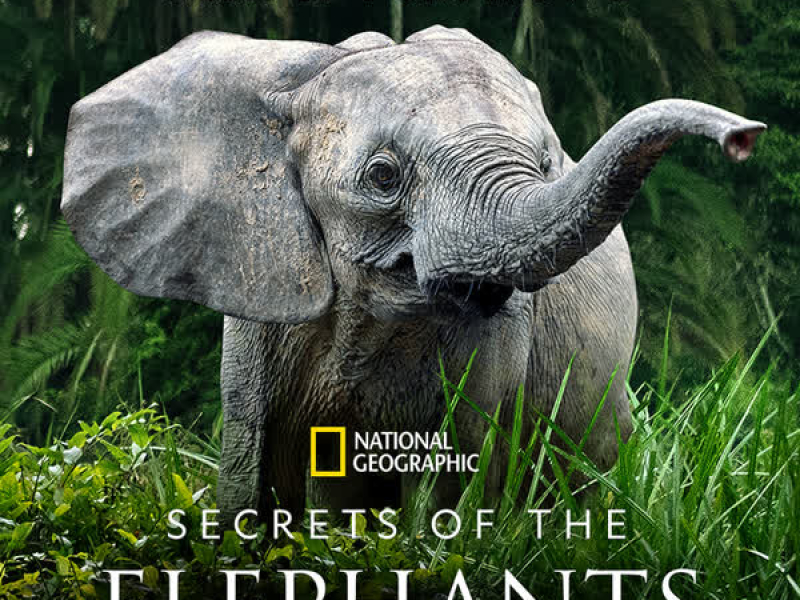 Secrets of the Elephants (Original Series Soundtrack)