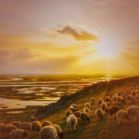 Relaxing Sheep Sounds to Sleep and Relax (Single)