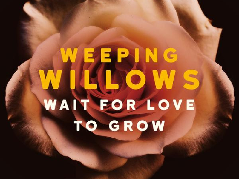 Wait for Love to Grow (Single)