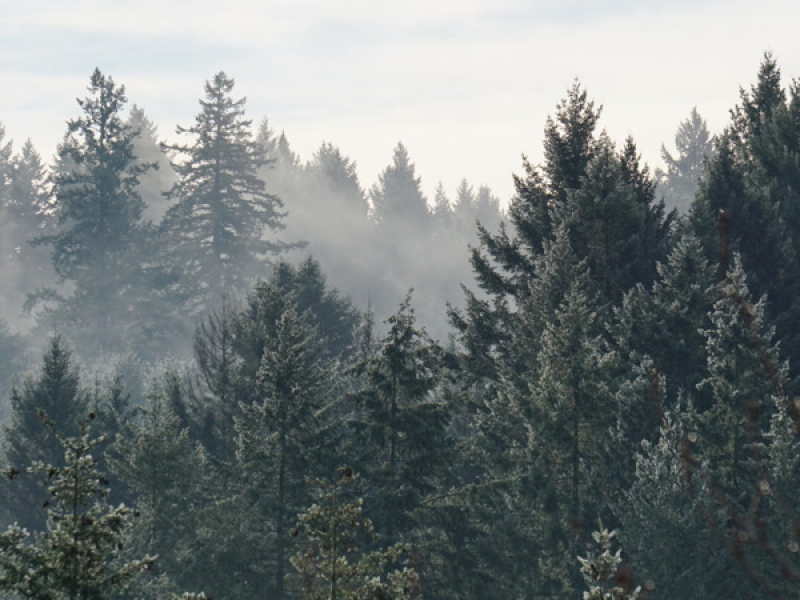 campfire stories (Single)