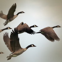 Relaxing Sounds of Geese for Positive Mood and Focus (Single)