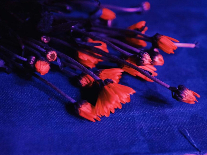 Suspendida la Plenitud (Single)