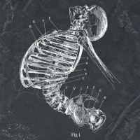 Shapeshifter (Single)