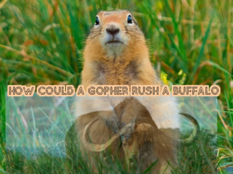 How Could a Gopher Rush a Buffalo (Single)
