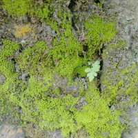 Urip tetep sabar (Single)