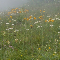 Yoshi's Island (Single)