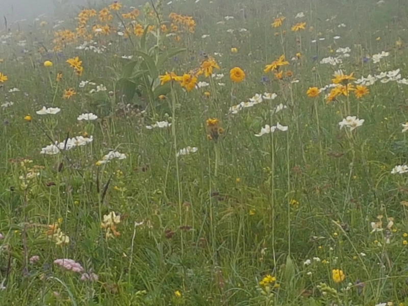 Yoshi's Island (Single)