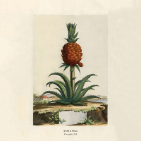 Pineapples Talk (Single)