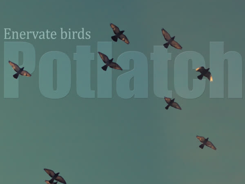 Enervate Birds