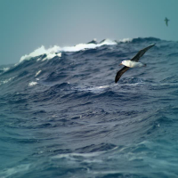 Relaxing Ocean Waves with Wind and Seagulls sounds for Deep Sleep (Single)