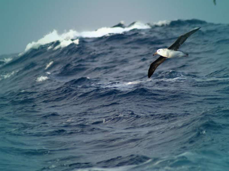 Relaxing Ocean Waves with Wind and Seagulls sounds for Deep Sleep (Single)