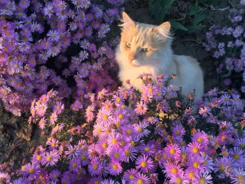 pretty little baby (acapella cover)