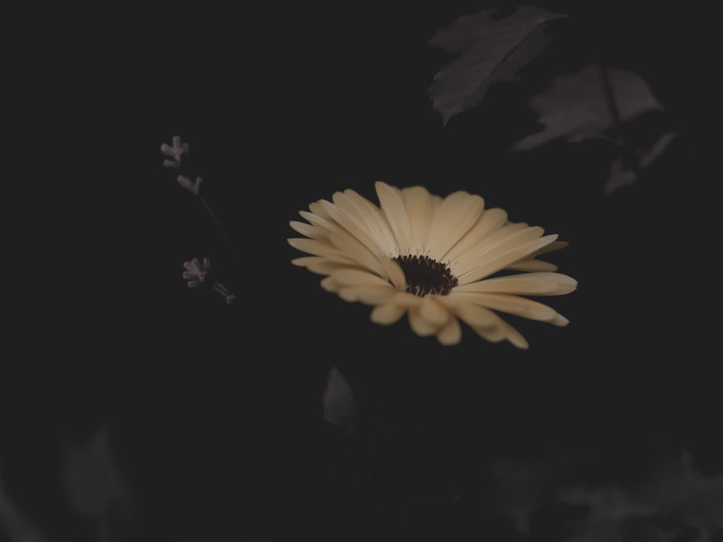 Whisper To Closeness (Single)