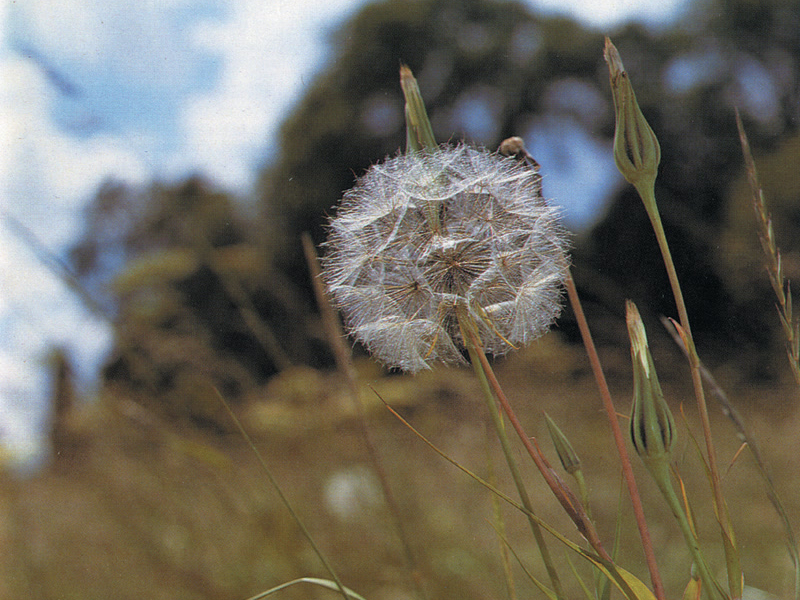 Mozart: String Quartets K. 575 & K. 590 