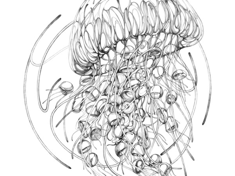 Jellyfish Bloom Suite (Single)