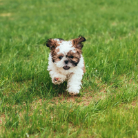 Puppy sweet dreams Vol.1 (EP)