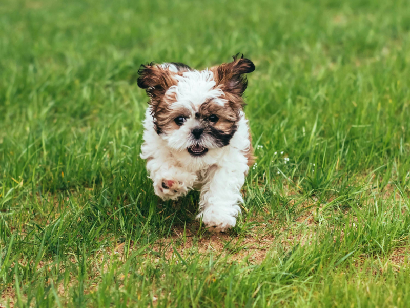 Puppy sweet dreams Vol.1 (EP)